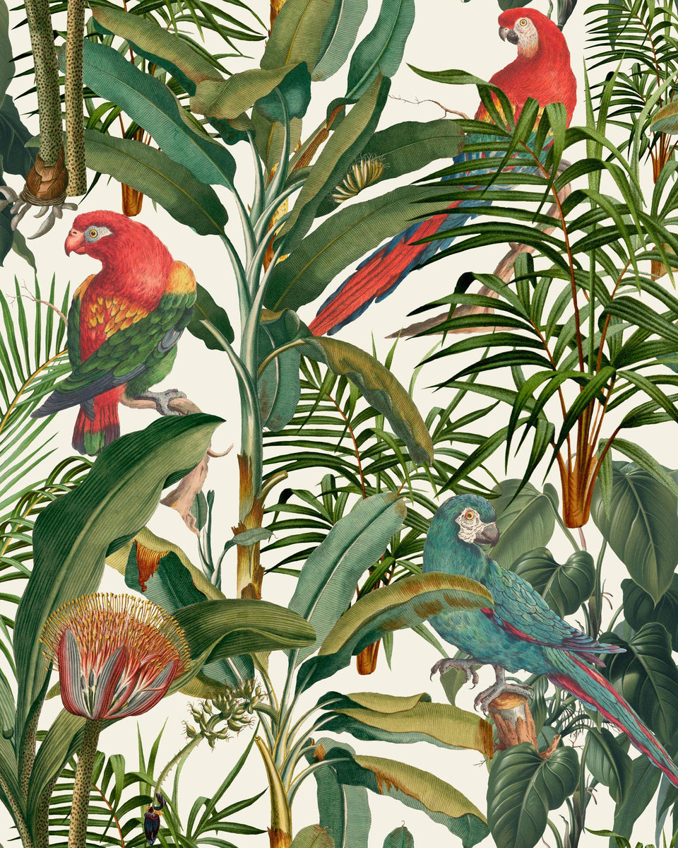 PARROTS OF BRASIL Anthracite Wallpaper - The Wallpaper Compendium -  Designer Collection - Wallpaper - Products