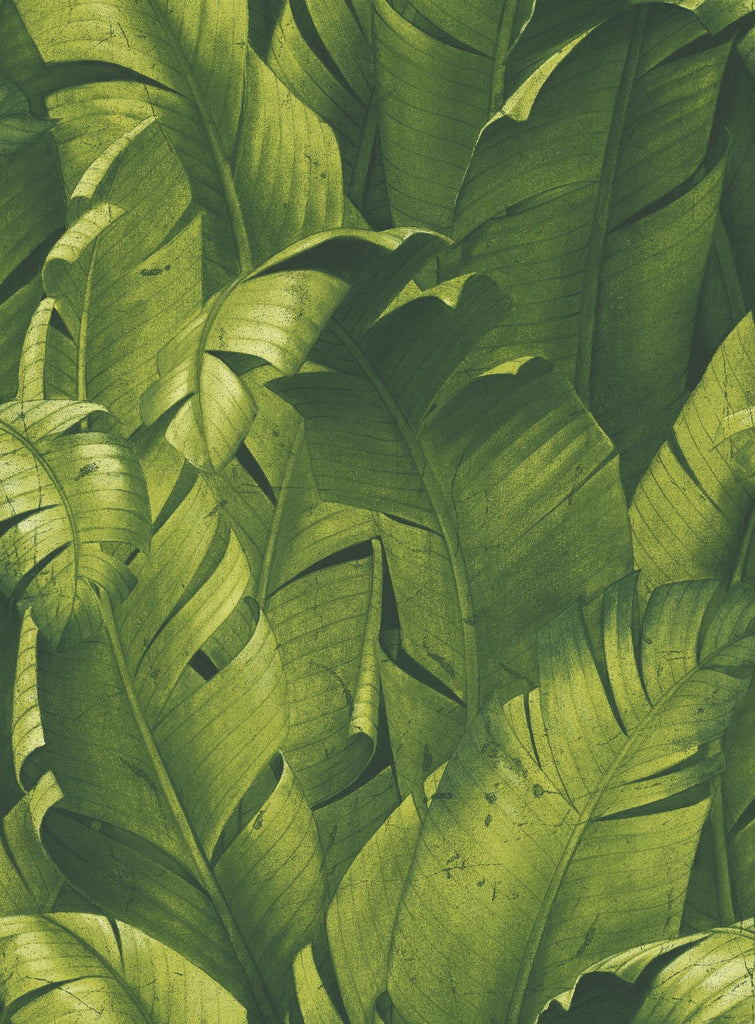 Seabrook Tropical Banana Leaves Green Wallpaper