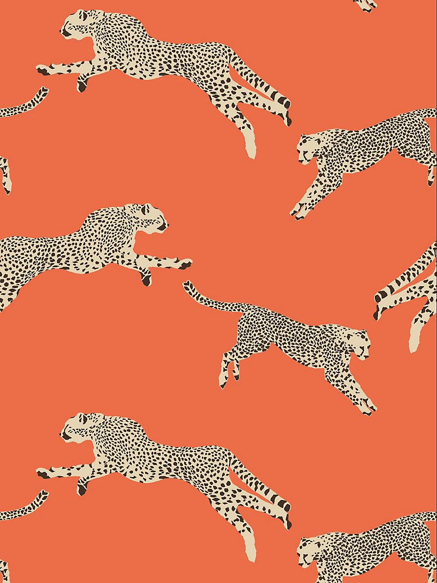 Cheetahs Leaping Parma Gray Wallpaper