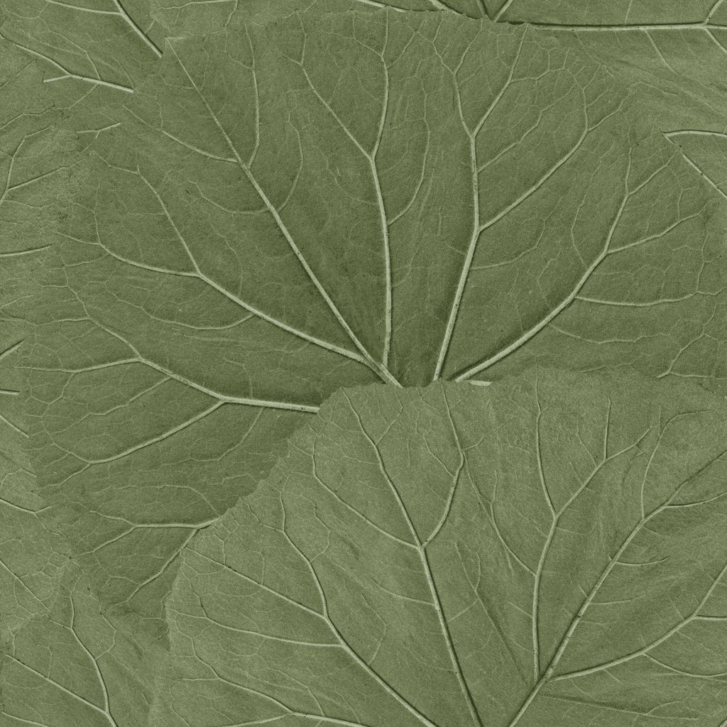 Brewster Home Fashions Xylem Large Leaves Olive Wallpaper