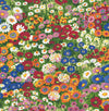 Seabrook Floral Meadow Multicolored Wallpaper