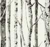 Seabrook Winter Birch Greystone Wallpaper