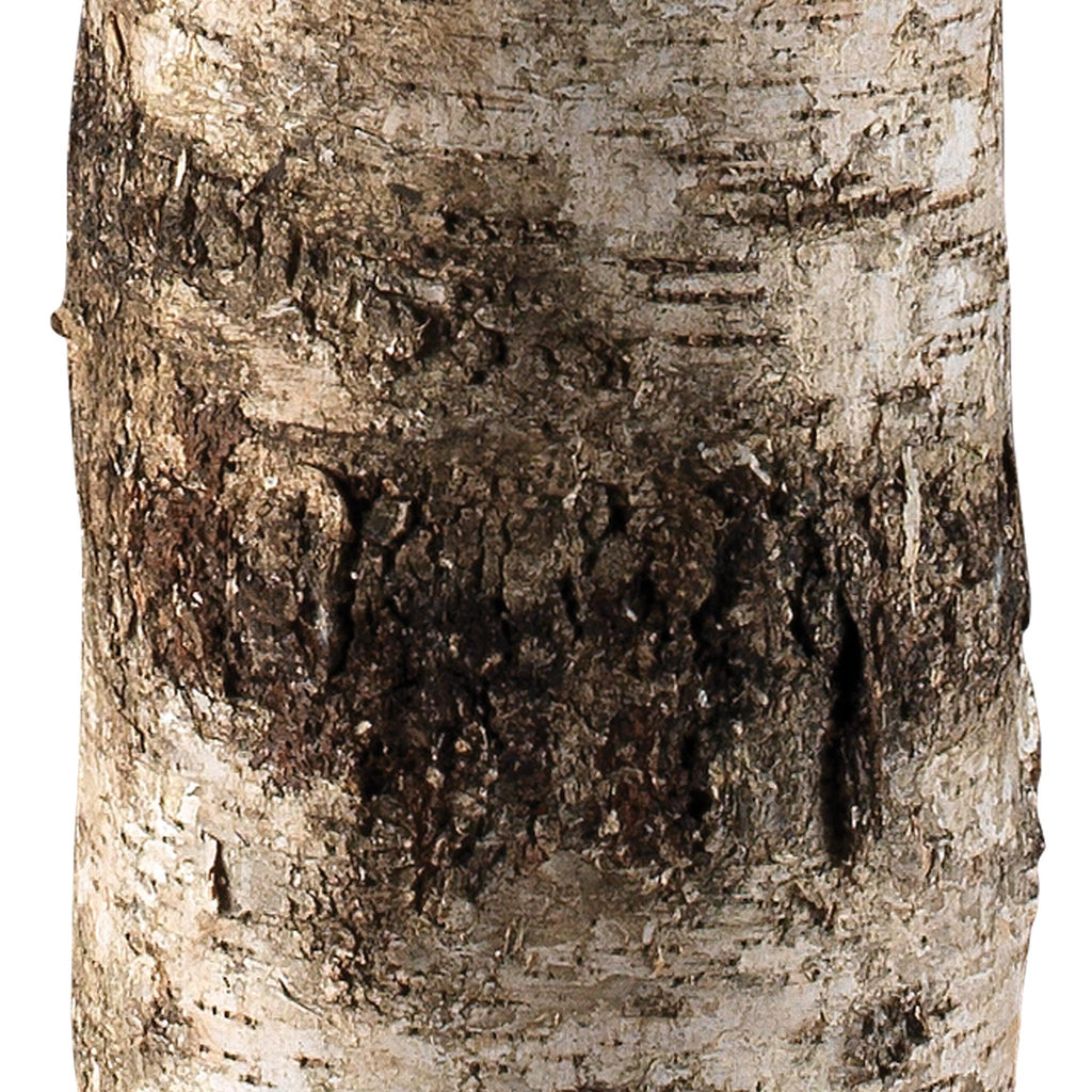 Jamie Young Forrester Birch Floor Lamp