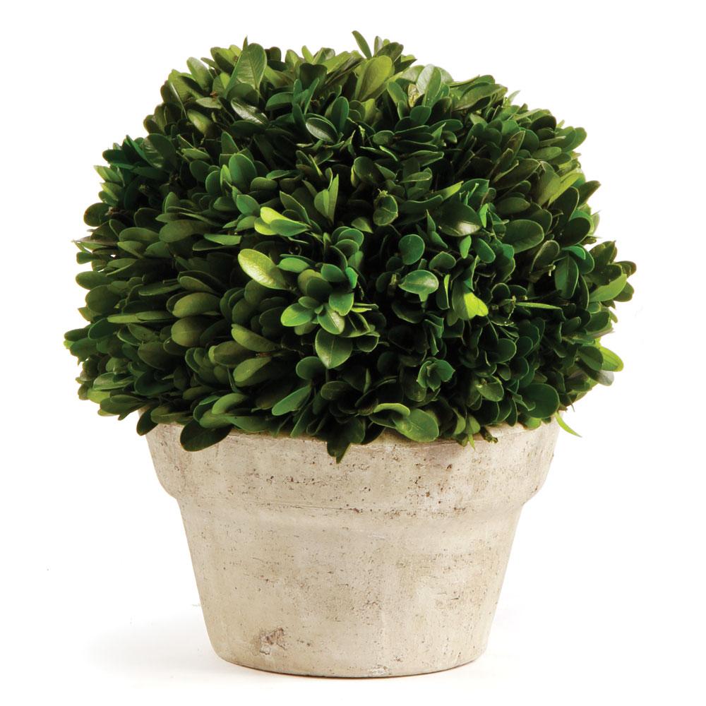 Napa Green/Tan Boxwood Ball In Pot Medium