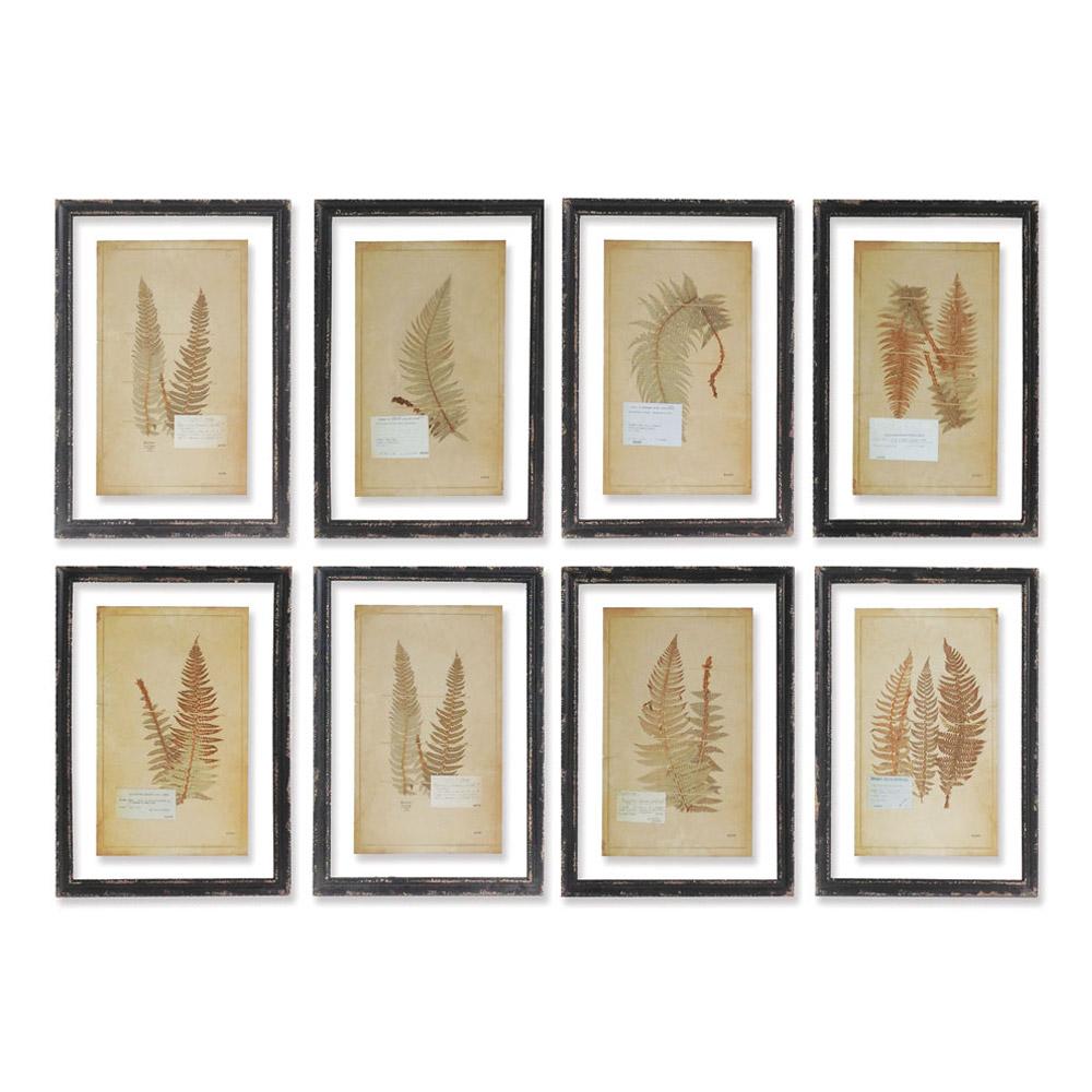 Napa Black/Brown Framed Vintage Fern Prints, Set Of 8