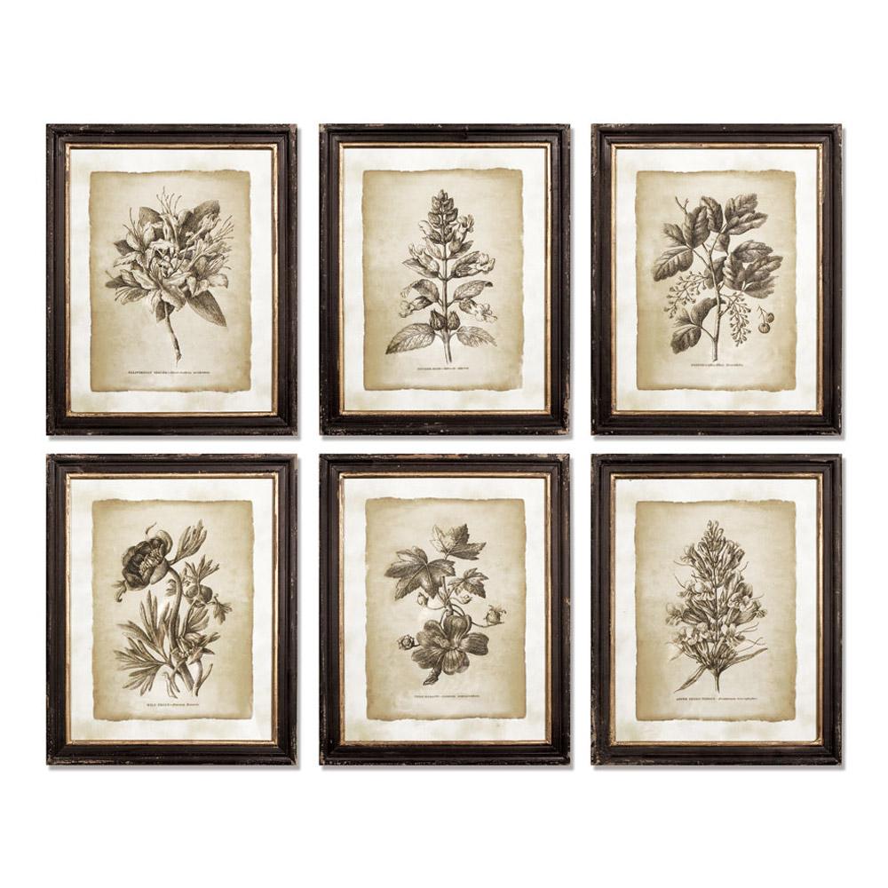 Napa Black/Tan Framed Vintage Floral Prints, Set Of 6