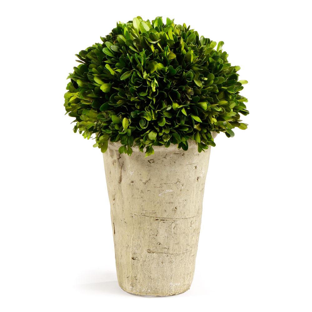 Napa Green Boxwood Three-Quarter Ball In Pot