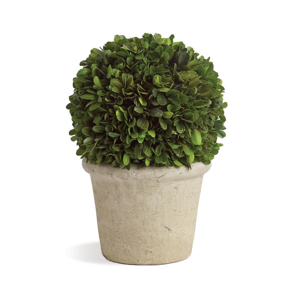 Napa Green Boxwood 8" Ball In Pot