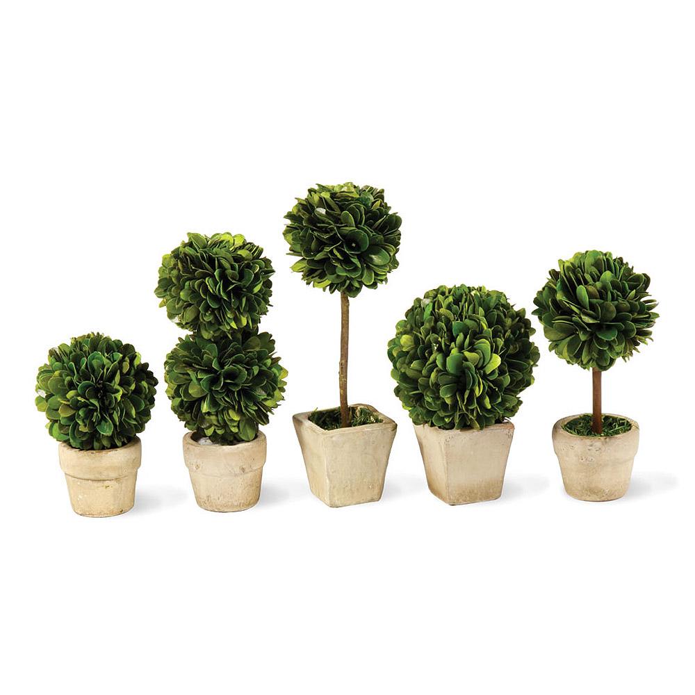 Napa Green Boxwood Mini Topiaries In Pots, Set Of 5