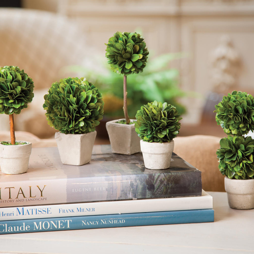 Napa Green Boxwood Mini Topiaries In Pots, Set Of 5