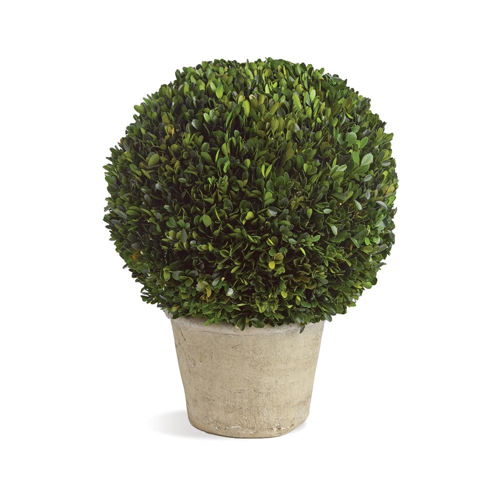 Napa Green Boxwood 12" Ball In Pot