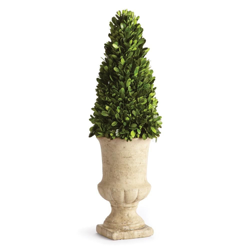 Napa Green Boxwood Cone Topiary In Urn 24"