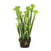 Napa Green Sarracenia Drop-In 25