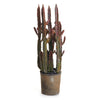 Napa Natural Spurge Cactus Potted 27