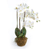 Napa White Phalaenopsis Orchid Drop-In 30