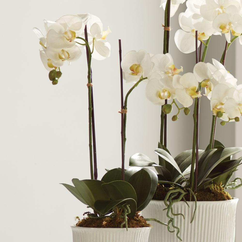 Napa White Phalaenopsis Orchid Drop-In 23"