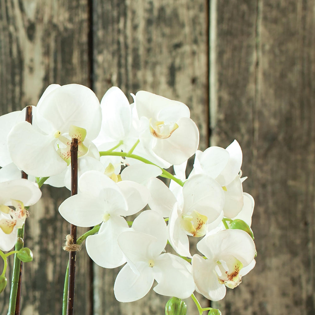 Napa White Phalaenopsis Orchid Drop-In 23"