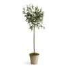 Napa Green Olive Tree Potted 46