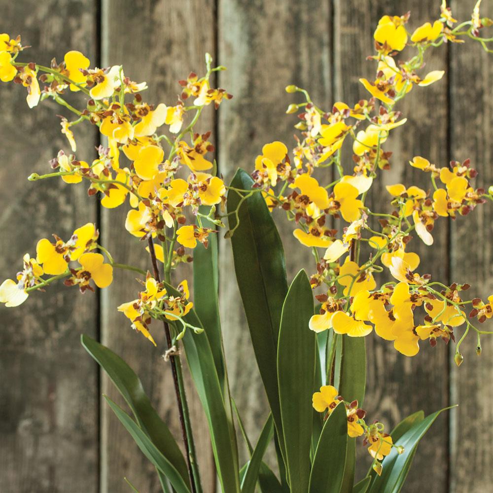 Napa Yellow Dancing Orchid Drop-In 32"