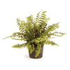 Napa Green Boston Fern Drop-In 12