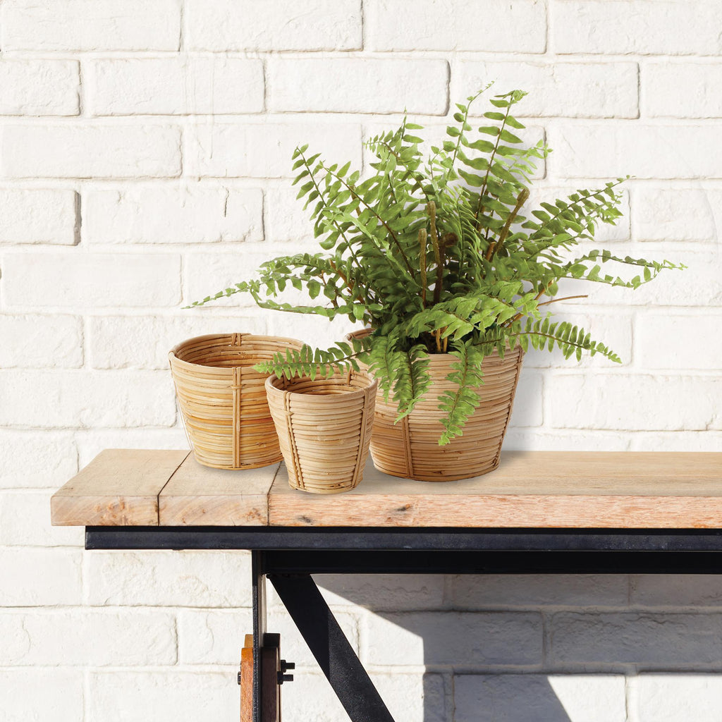 Napa Green Boston Fern Drop-In 12"