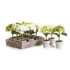 Napa Assorted White/Green/Light Green Mini Hydrangea Potted 7