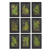 Napa Black/Green Framed Fern Botanical Prints, Set Of 9