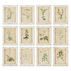 Napa Antique Cream Framed Wild Flower Botanical Prints, Set Of 12