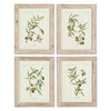 Napa Whitewash/Green Framed Olive Leaf Botanical Prints, Set Of 4