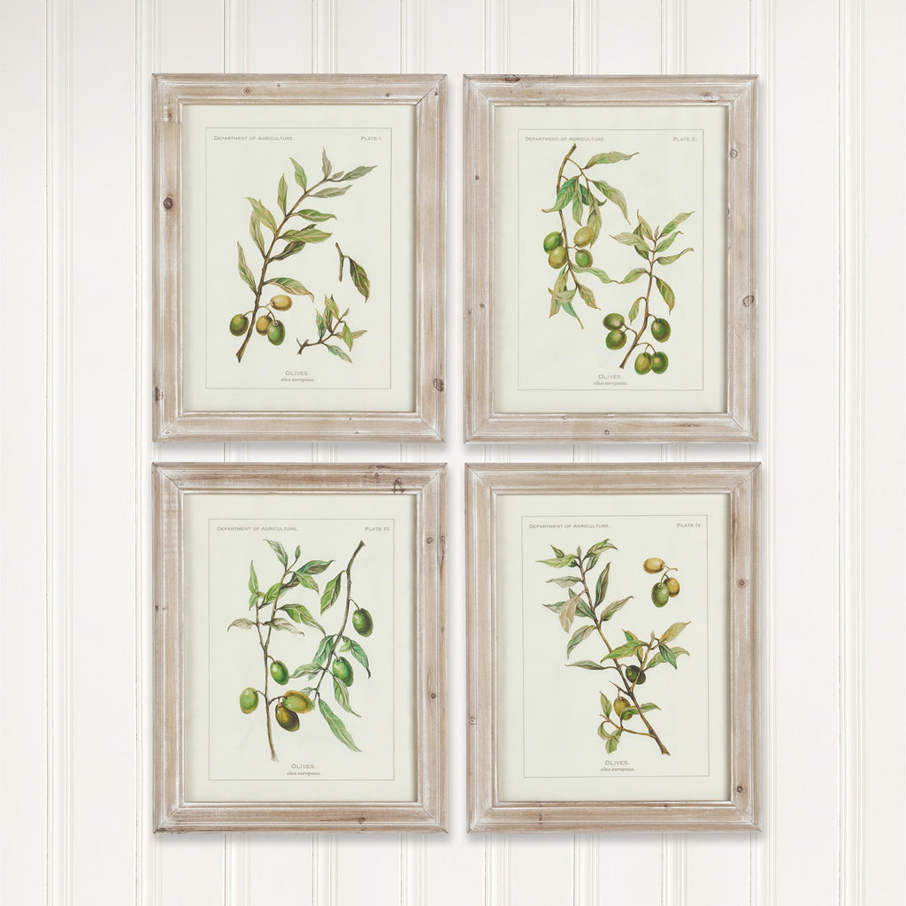 Napa Whitewash/Green Framed Olive Leaf Botanical Prints, Set Of 4