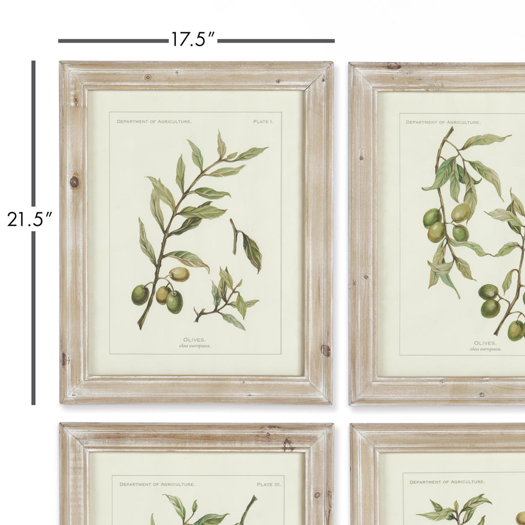 Napa Whitewash/Green Framed Olive Leaf Botanical Prints, Set Of 4