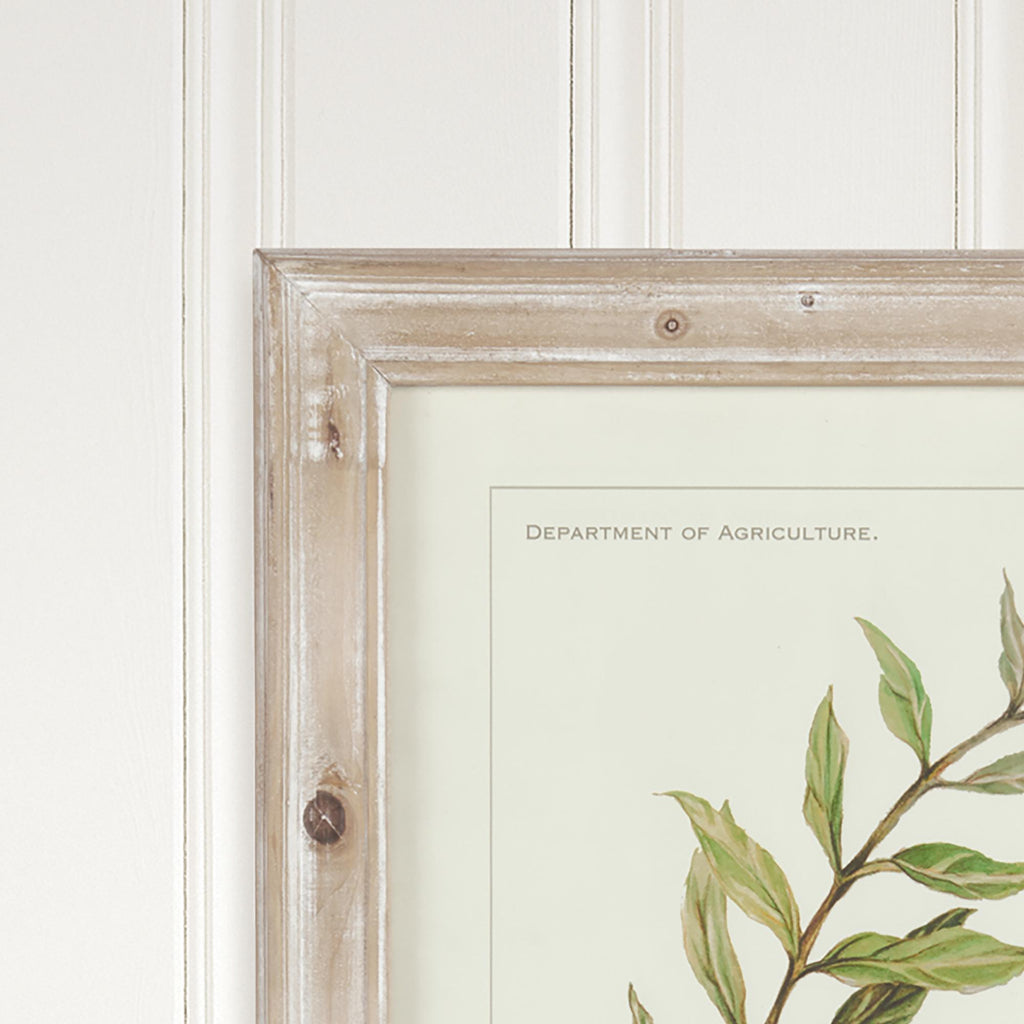 Napa Whitewash/Green Framed Olive Leaf Botanical Prints, Set Of 4