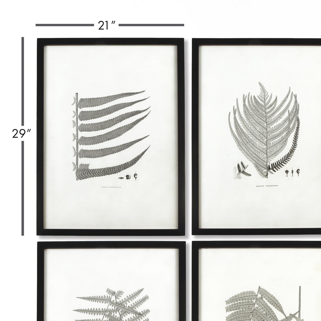 Napa Black/Gray Framed Gray-Tone Fern Prints, Set Of 6