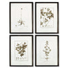 Napa Black/Tan Framed Sepia-Tone Botanical Prints, Set Of 4