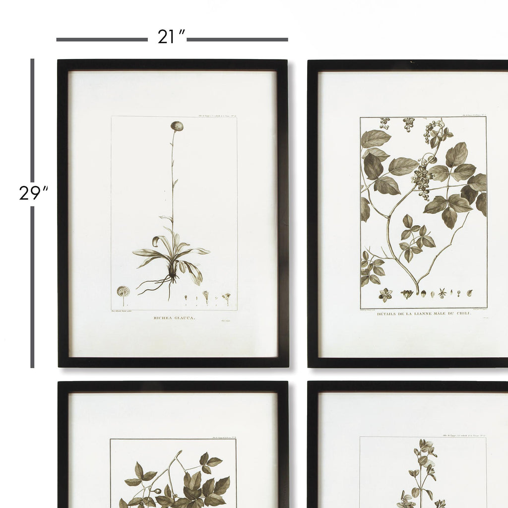 Napa Black/Tan Framed Sepia-Tone Botanical Prints, Set Of 4