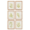 Napa Natural Framed Fern Study, Set Of 6