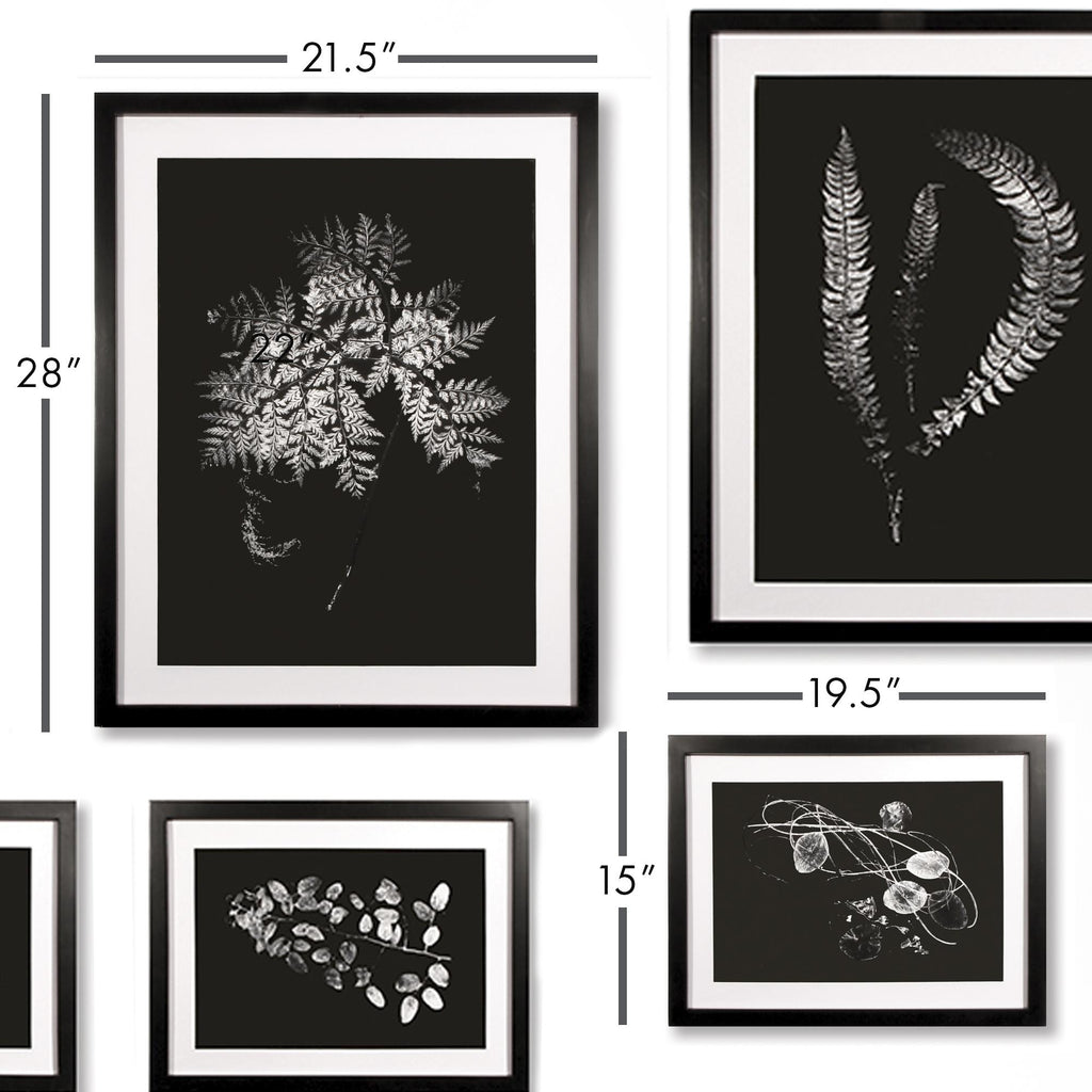 Napa Black/White X-Ray Leaf Study Gallery, Set Of 9