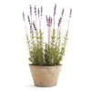 Napa Purple French Lavender Potted 21