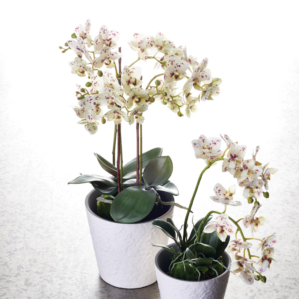 Napa White/Purple Phalaenopsis Orchid Drop-In 20"