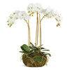 Napa White Phalaenopsis Orchid Mini Garden Drop-In 16