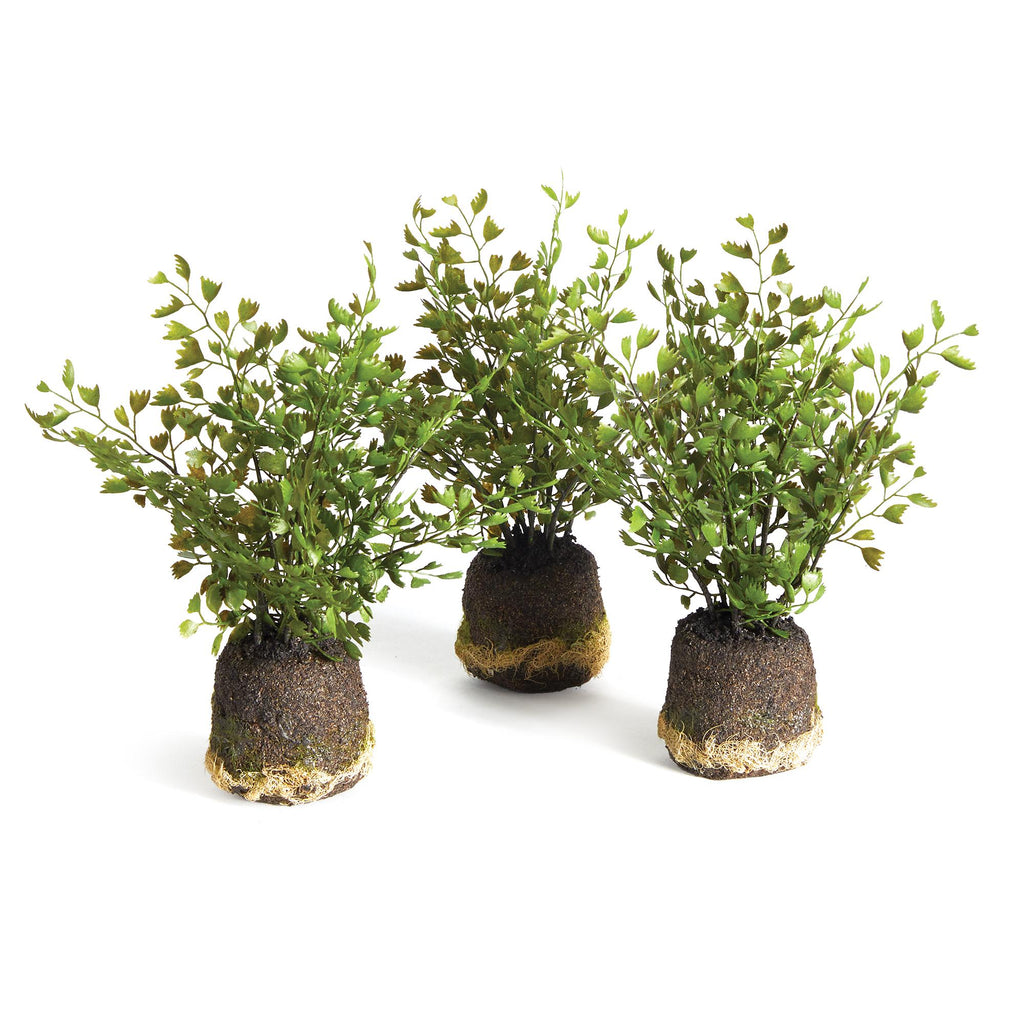 Napa Green Maidenhair Drop-Ins, Set Of 3