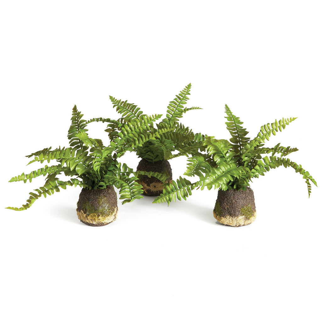 Napa Green Boston Fern Drop-Ins, Set Of 3