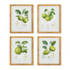 Napa Natural/Green Fruit Study, Set Of 4