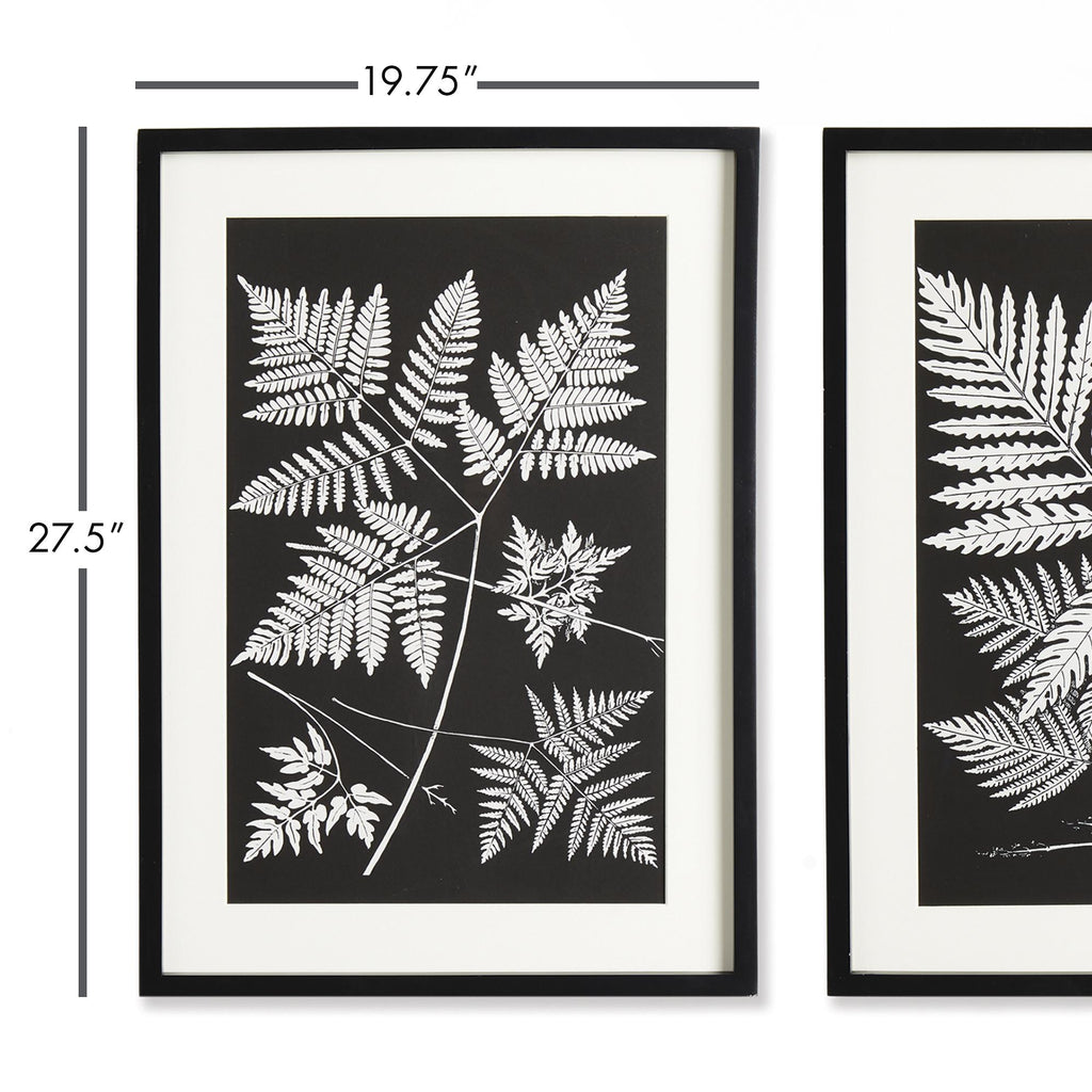 Napa Black/White Assorted Fern Study, Set Of 2