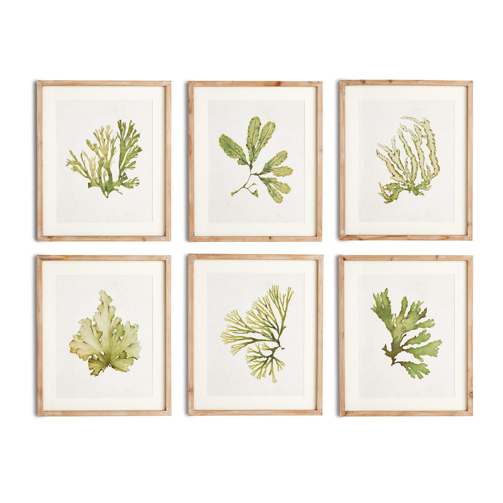 Napa Natural/Green Kelp Prints, Set Of 6