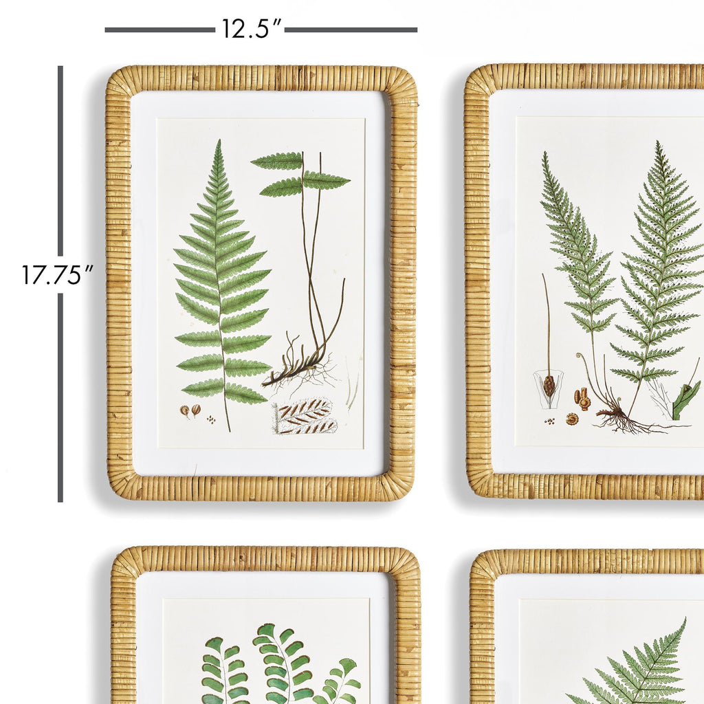 Napa Natural/Green Forest Fern Prints, Set Of 4