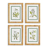 Napa Natural/Green White Floral Study, Set Of 4