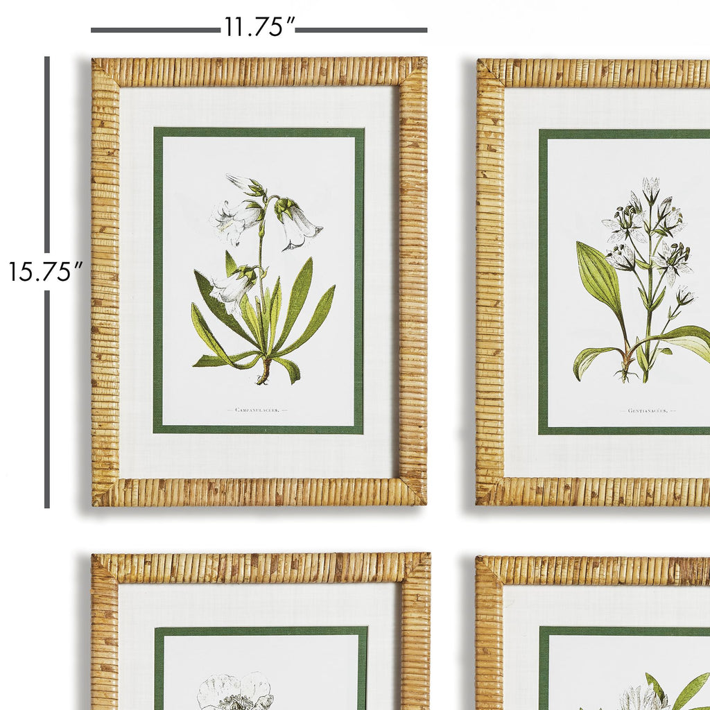 Napa Natural/Green White Floral Study, Set Of 4