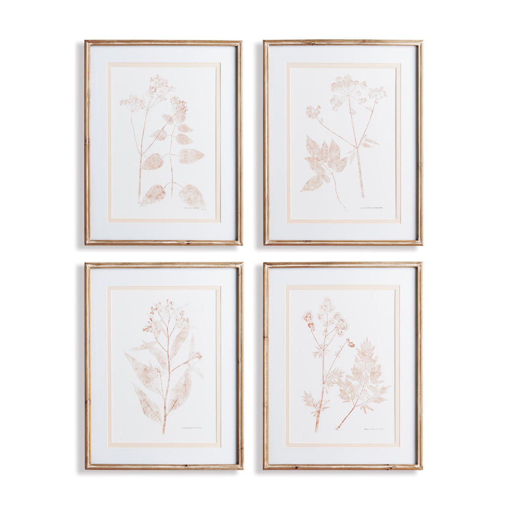 Napa Natural/Blush Blush Botanical Study, Set Of 4