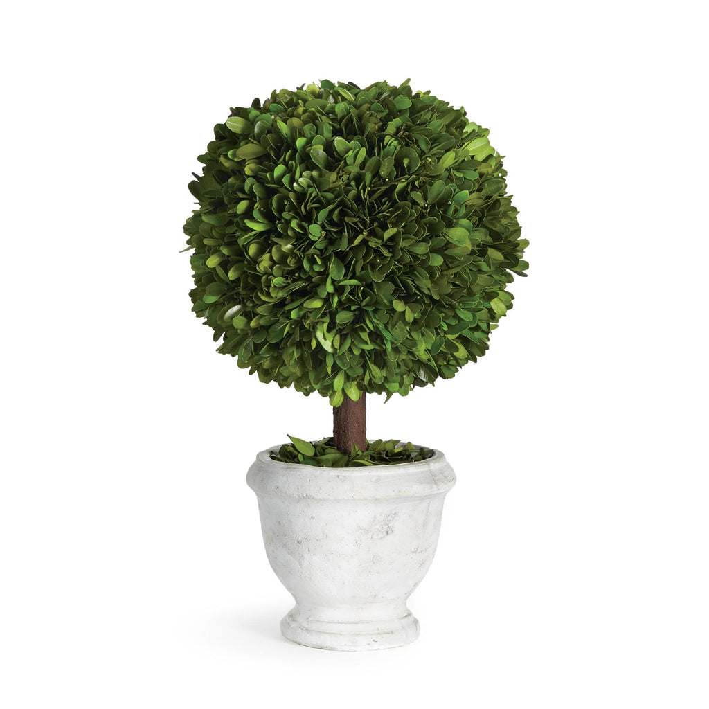 Napa Green Boxwood Single 9" Ball Topiary In Pot